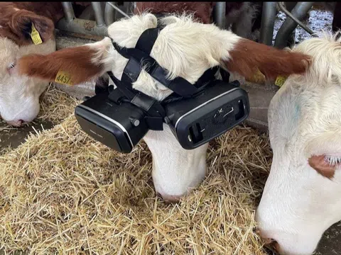 Cho bò đeo kính VR để chúng tưởng đang ăn trên đồng cỏ đầy nắng
